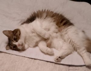 BellenPaws.com - Everly Belly