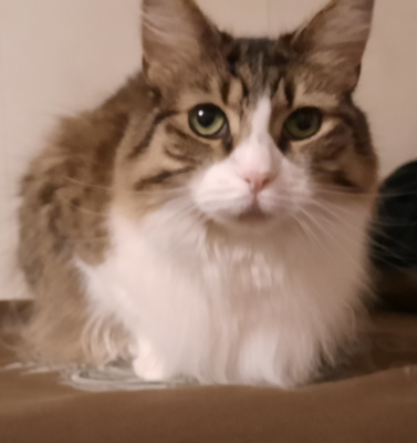 Hypoglycemia vs Hyperglycemia: What Every Owner Should Know