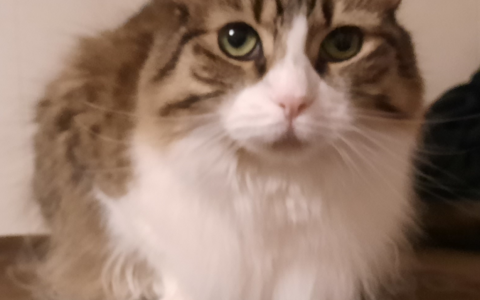 Hypoglycemia vs Hyperglycemia: What Every Owner Should Know