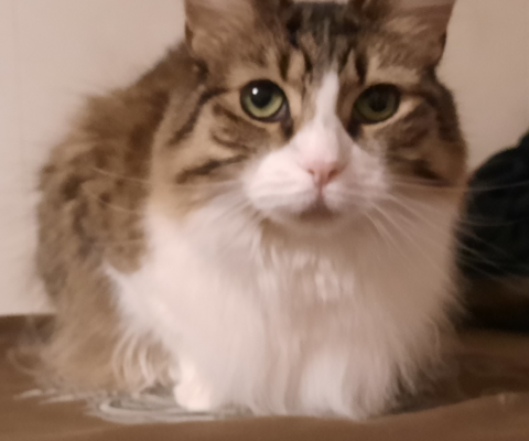 Hypoglycemia vs Hyperglycemia: What Every Owner Should Know