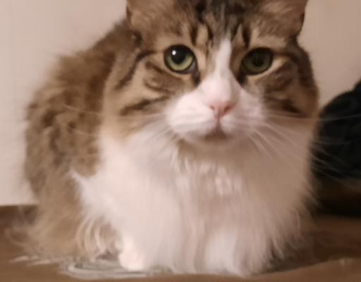 BellenPaws.com - Everly Checking Things Out