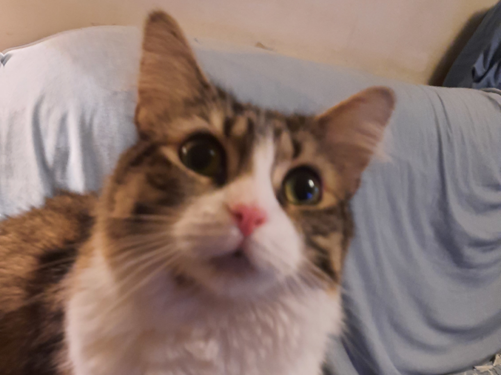 Everly Being Curious
