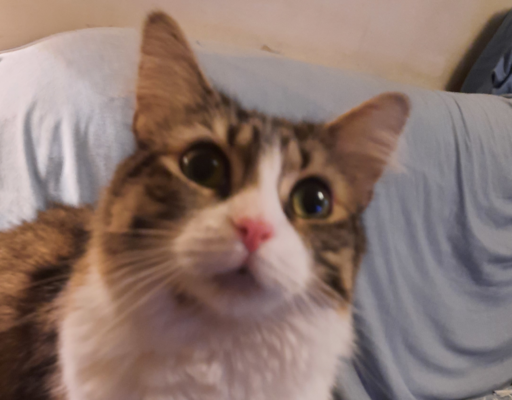 Everly Being Curious