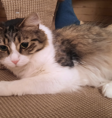 The First 30 Days: The 3-3-3 Rule of Bringing a Rescue Home