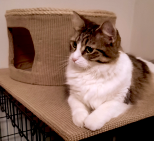 Everly and Her Hut