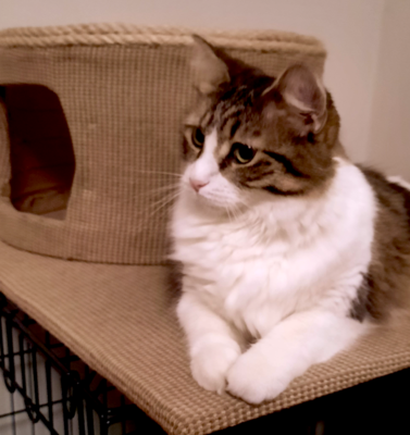 The Grief of the “Pre-Loss”: When Love Begins to Carry Weight