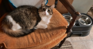 Everly in Chair