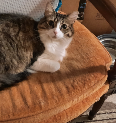 The “Senior” Kibble Myth: Does Your Pet Actually Need a “Senior” Formula, or Just Better Ingredients?