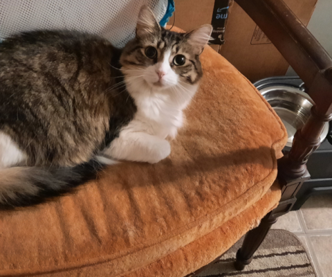 The “Senior” Kibble Myth: Does Your Pet Actually Need a “Senior” Formula, or Just Better Ingredients?