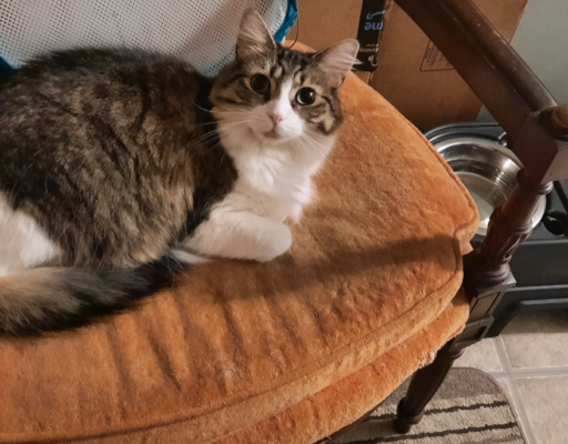 BellenPaws.com - Everly in Chair