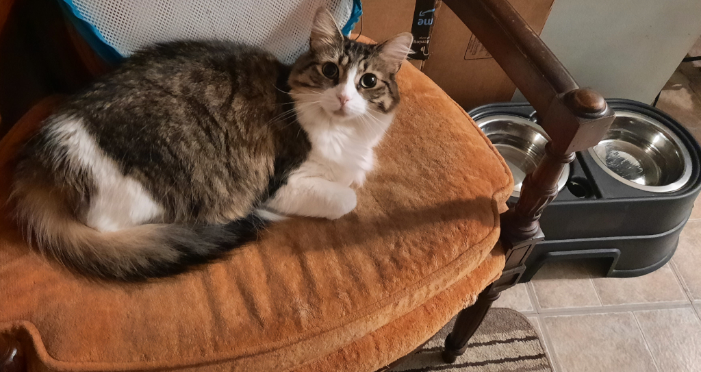 BellenPaws.com - Everly in Chair