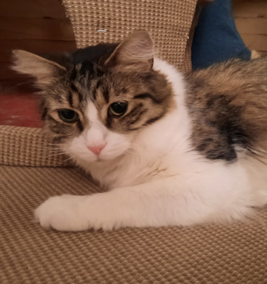 When to Suspect Your Pet’s Thyroid Medication Dose Needs Adjusting