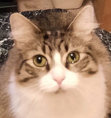 Dental Disease in Older Pets: Safely Addressing Infections, Bad Breath, and Extractions