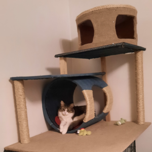 BellenPaws.com - Everly in her tree