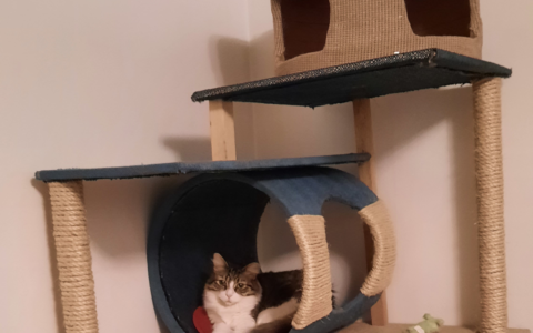 Encouraging Scratching Behavior in Older Cats