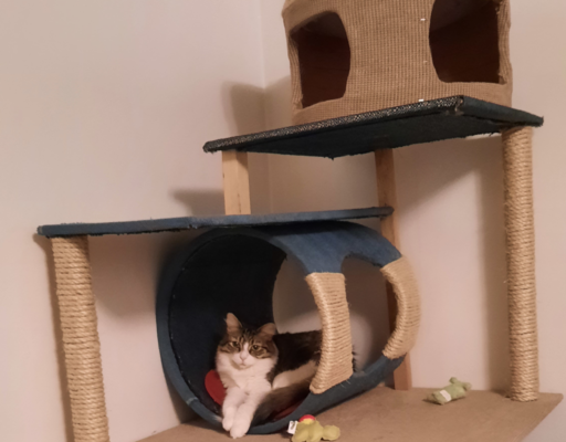 BellenPaws.com - Everly in her tree