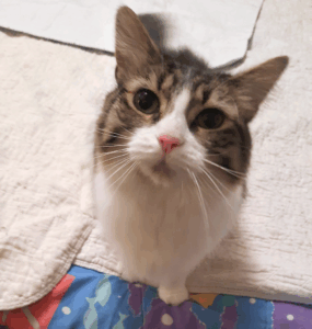BellenPaws.com - Everly Wants Food