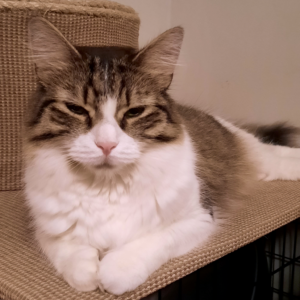 BellenPaws.com - Everly