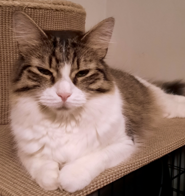 Chronic Pain Signs Cats Hide Extremely Well