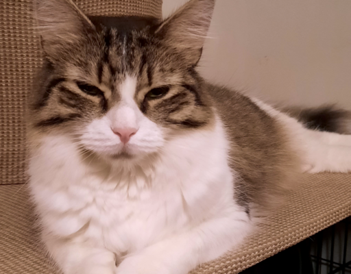 BellenPaws.com - Everly