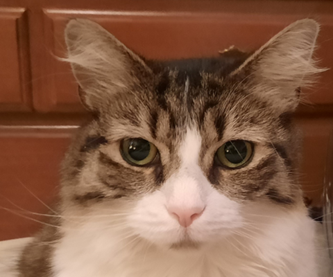 Red Flags to Watch for When Dealing with Disreputable Rescues