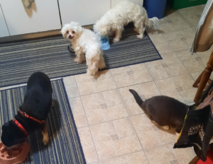 BellenPaws.com - Feeding Time