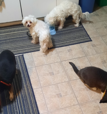 Digestive Changes in Aging Dogs and Diet Adjustments