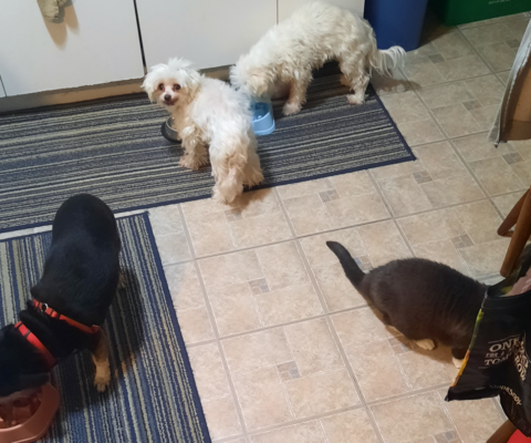 Digestive Changes in Aging Dogs and Diet Adjustments