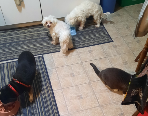 BellenPaws.com - Feeding Time