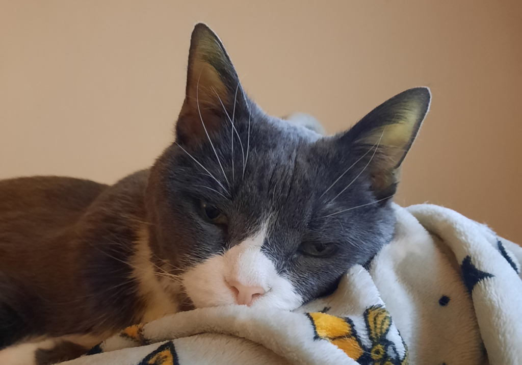 Belle Feeling Low