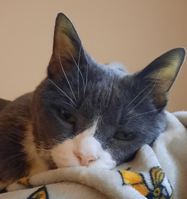 How to Handle Unsolicited Advice About Your Pet’s End-of-Life Care