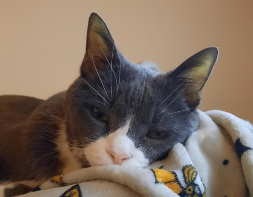 Belle Feeling Low