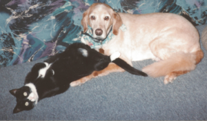 BellenPaws.com - Goldie and Clyde