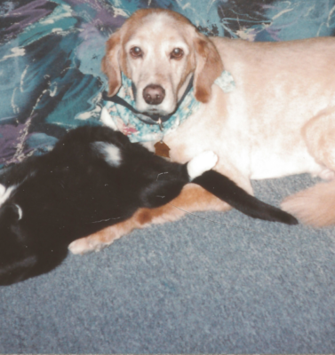 Recognizing When Your Pet Needs Comfort, Not Correction