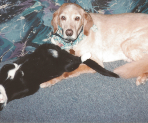 Recognizing When Your Pet Needs Comfort, Not Correction