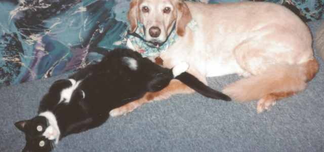 Recognizing When Your Pet Needs Comfort, Not Correction