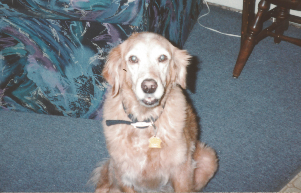 Goldie in the Living Room
