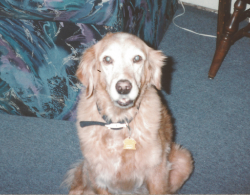 Goldie in the Living Room