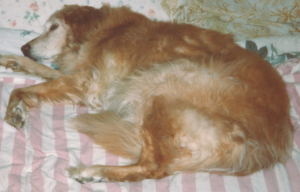 BellenPaws.com - Goldie Resting