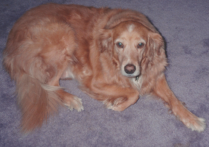 BellenPaws.com - Goldie