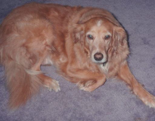 BellenPaws.com - Goldie