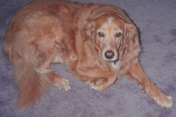 How to Tell If Your Dog Is Considered a Senior