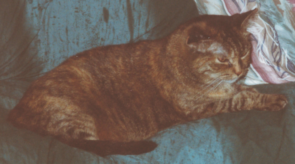 Stray Grandpa Cat