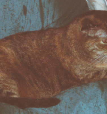 Building Trust with a Pet Who Has a Traumatic Past