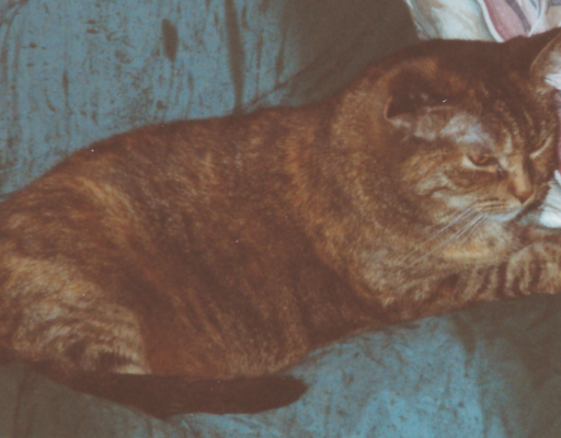 Stray Grandpa Cat