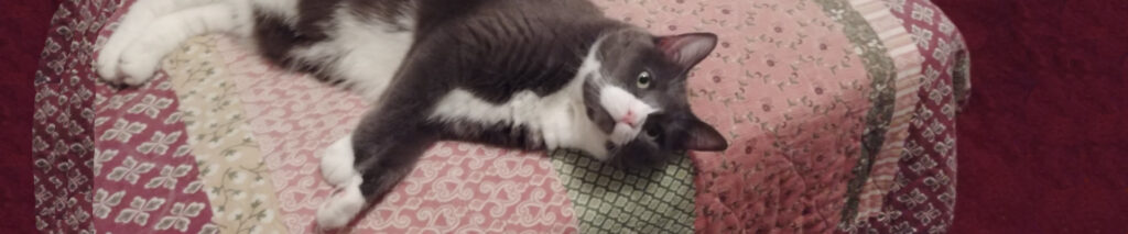 BellenPaws.com Header Image 002