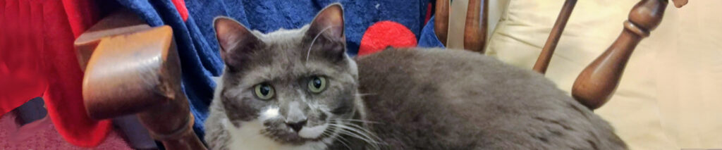 BellenPaws.com header image 004
