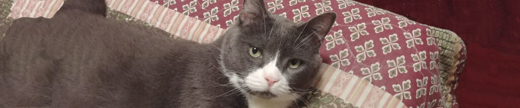 BellenPaws.com header image 005