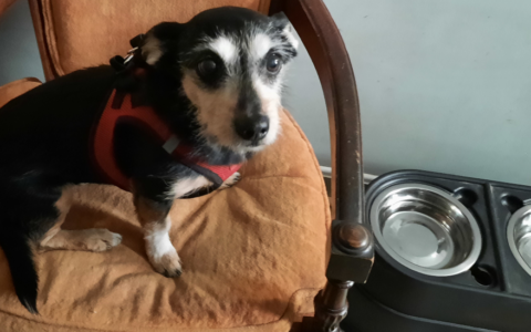 Hydration Hacks: How to Encourage Older Cats and Dogs to Drink More Water to Protect Kidney Function