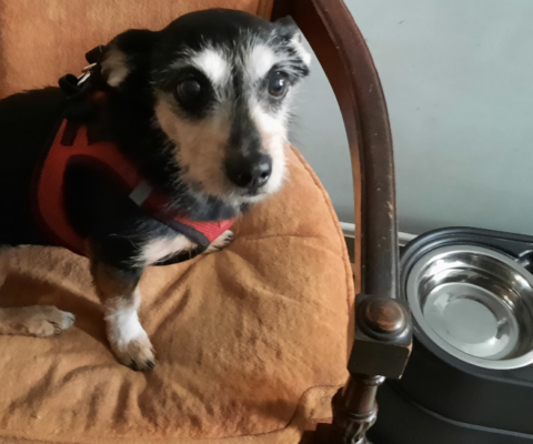 Hydration Hacks: How to Encourage Older Cats and Dogs to Drink More Water to Protect Kidney Function